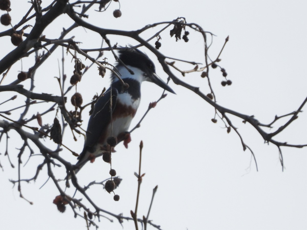 Belted Kingfisher - Sara Masuda