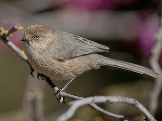 Female (Pacific) - Bushtit