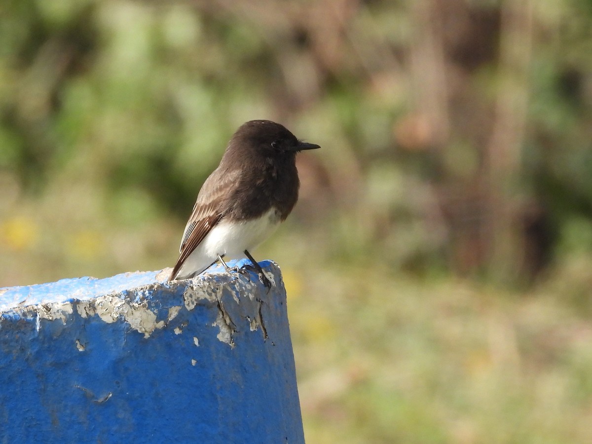 Black Phoebe - Sara Masuda