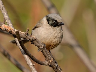 Male (melanotis Group) - Bushtit (melanotis Group)
