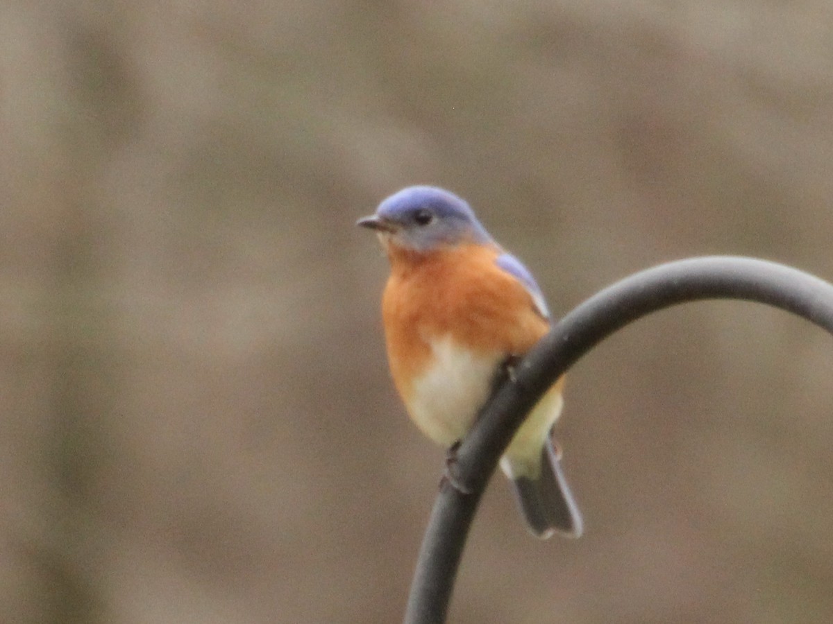 Eastern Bluebird - ML308556691