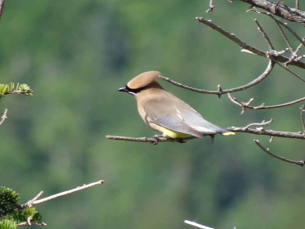Cedar Waxwing - ML30855771