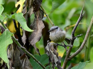 Female (melanotis Group) - Bushtit