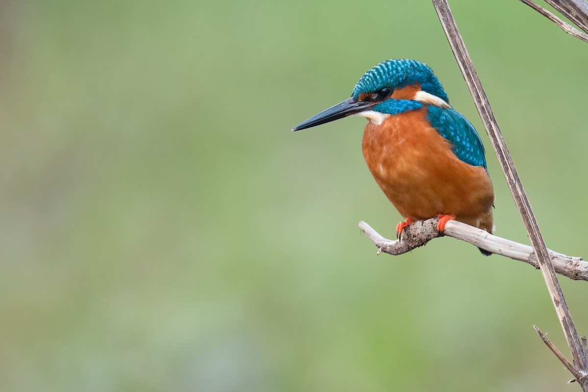 Common Kingfisher - ML308559381