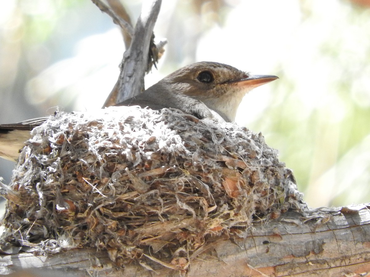 Western Wood-Pewee - Denise & David Hamilton