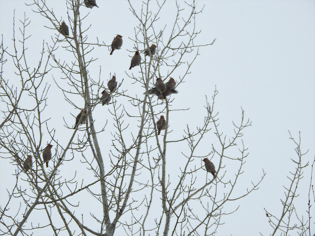 キレンジャク - ML308561531