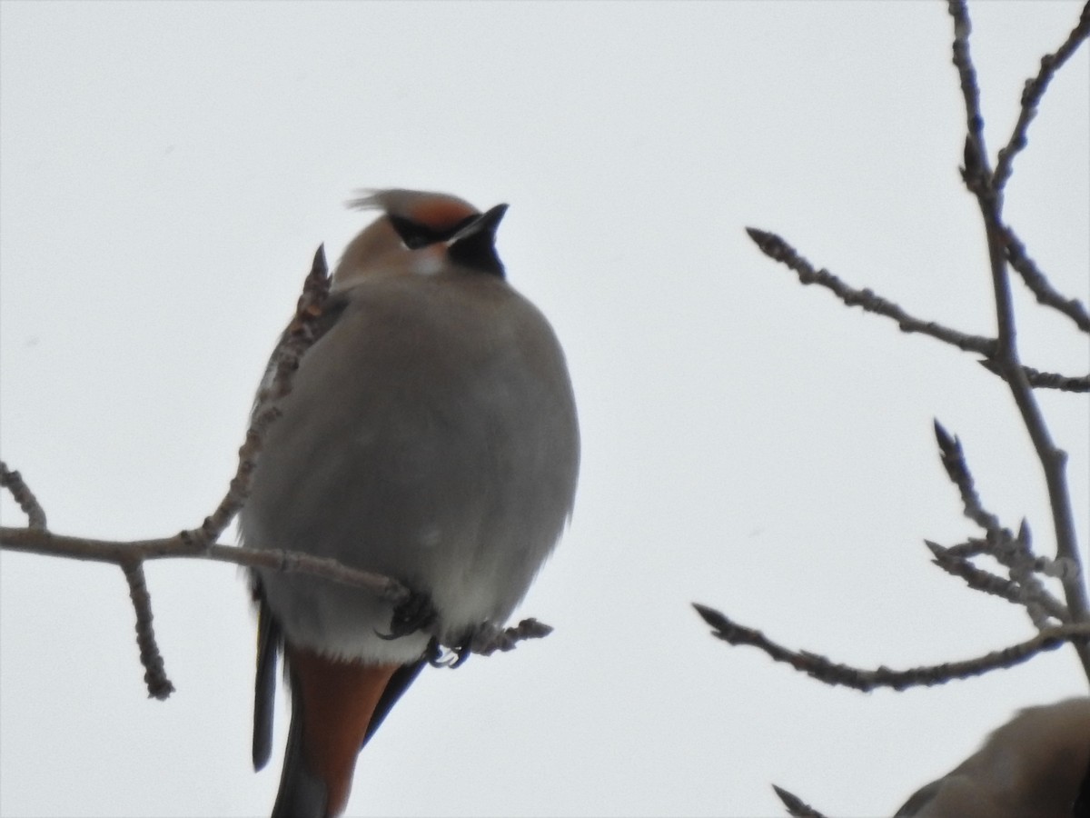 キレンジャク - ML308561561