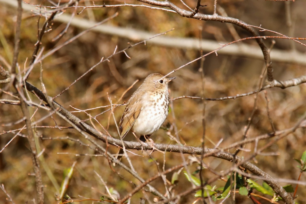 Hermit Thrush - ML308563131