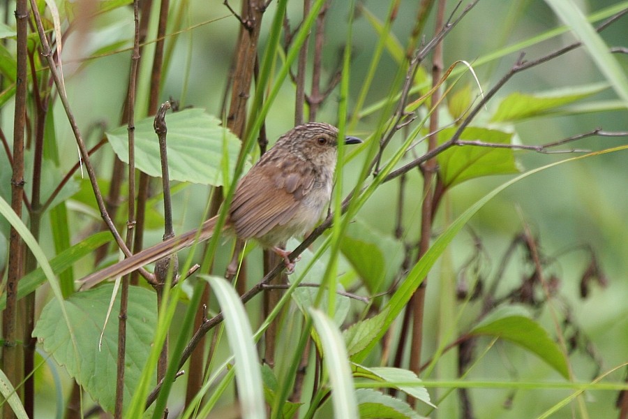 Prinia crinigère - ML308564451