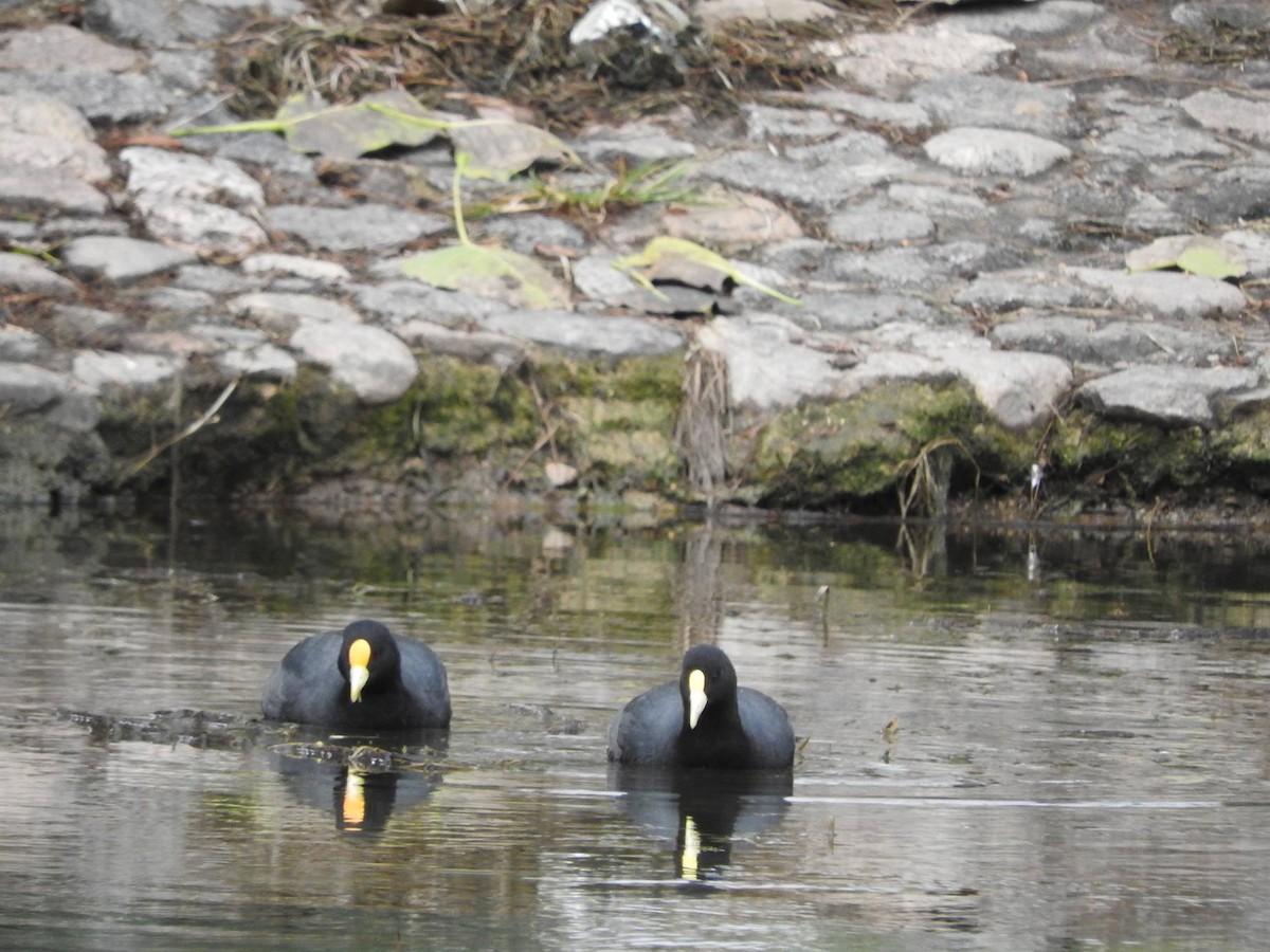 White-winged Coot - ML30856451