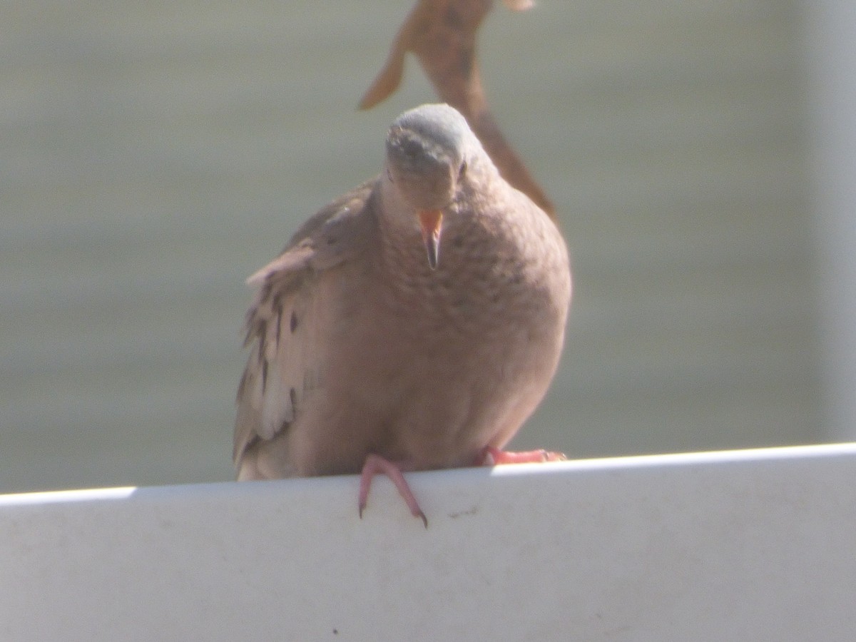 Common Ground Dove - ML308565491