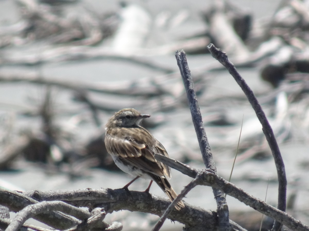 New Zealand Pipit - ML308565981