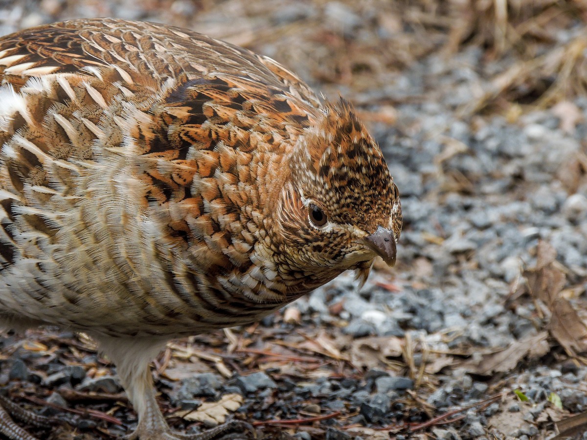 Ruffed Grouse - ML308566691