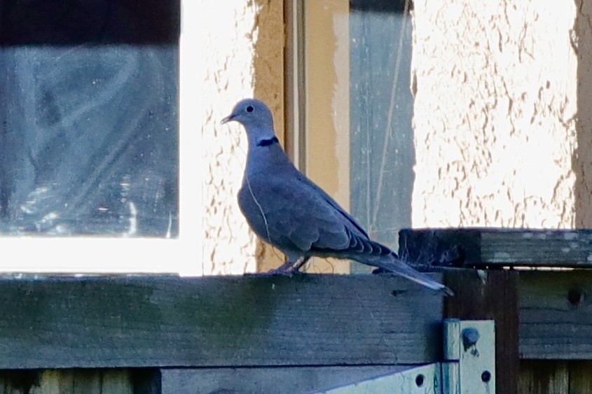 Eurasian Collared-Dove - ML308567101