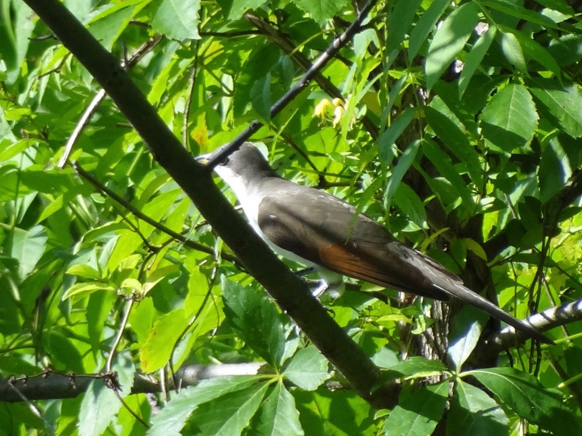 Yellow-billed Cuckoo - ML30856741