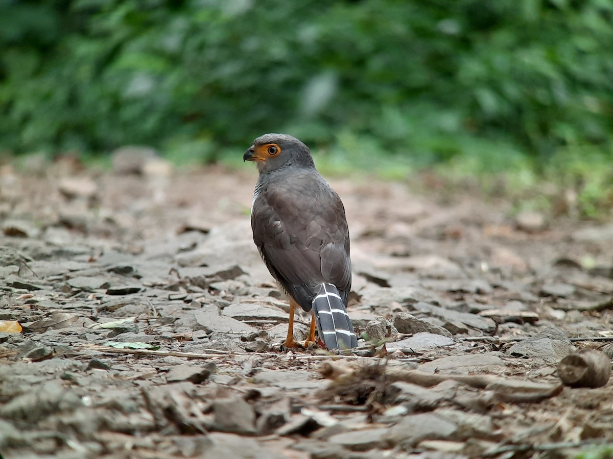 Barred Forest-Falcon - ML308567511