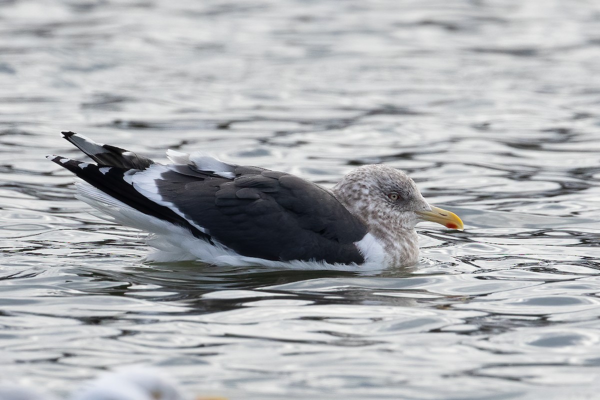 Slaty-backed Gull - Blair Dudeck