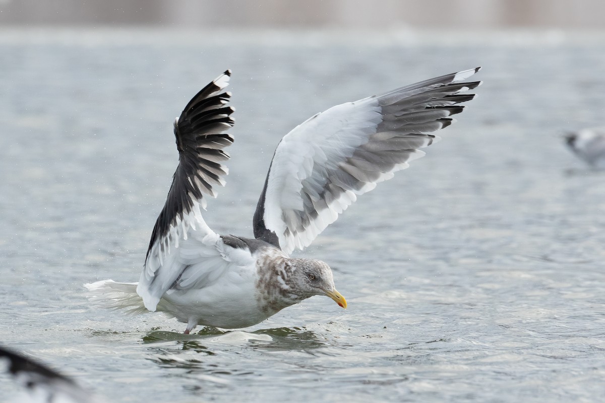 Slaty-backed Gull - ML308568341