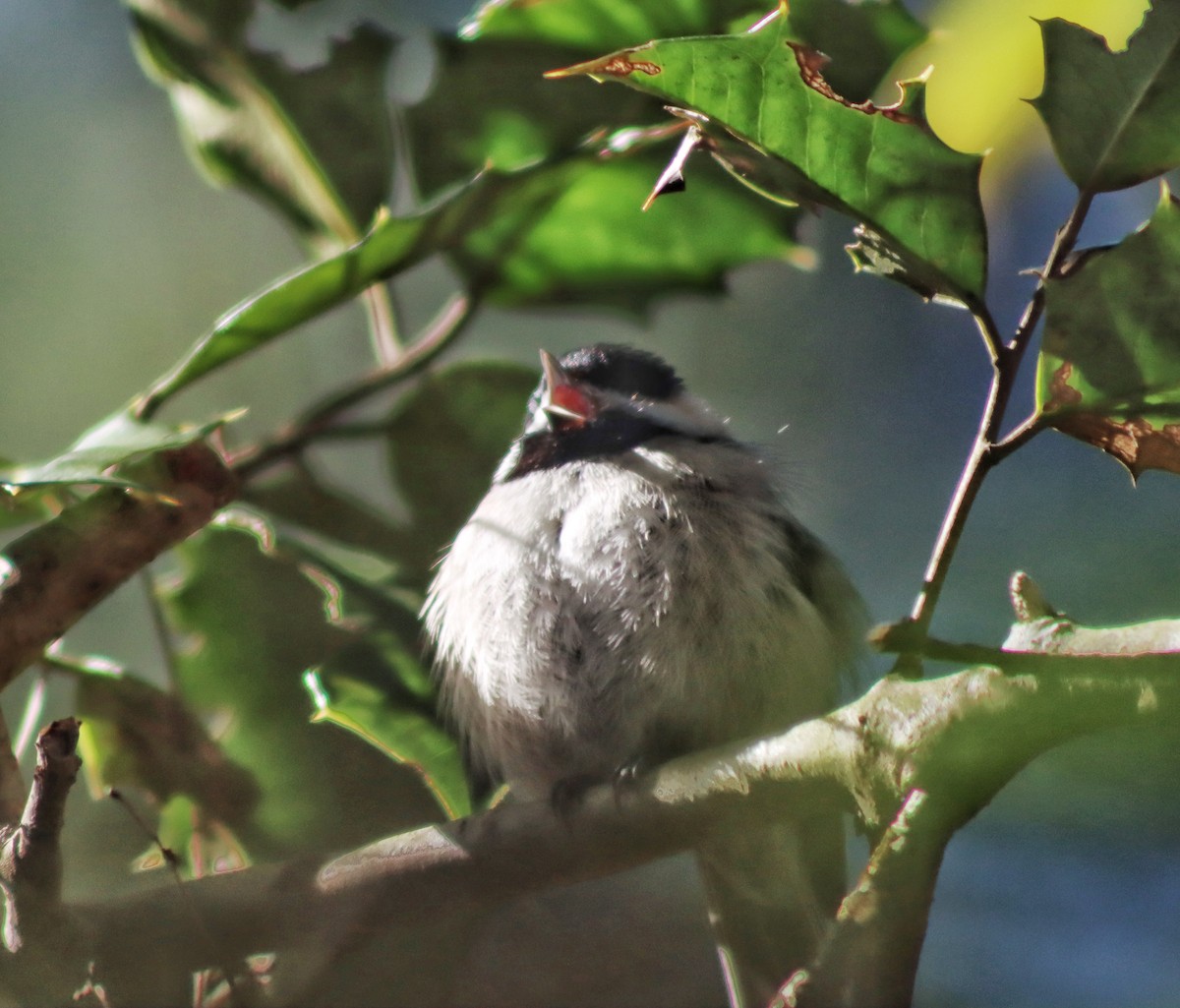 Carolina Chickadee - ML308570311