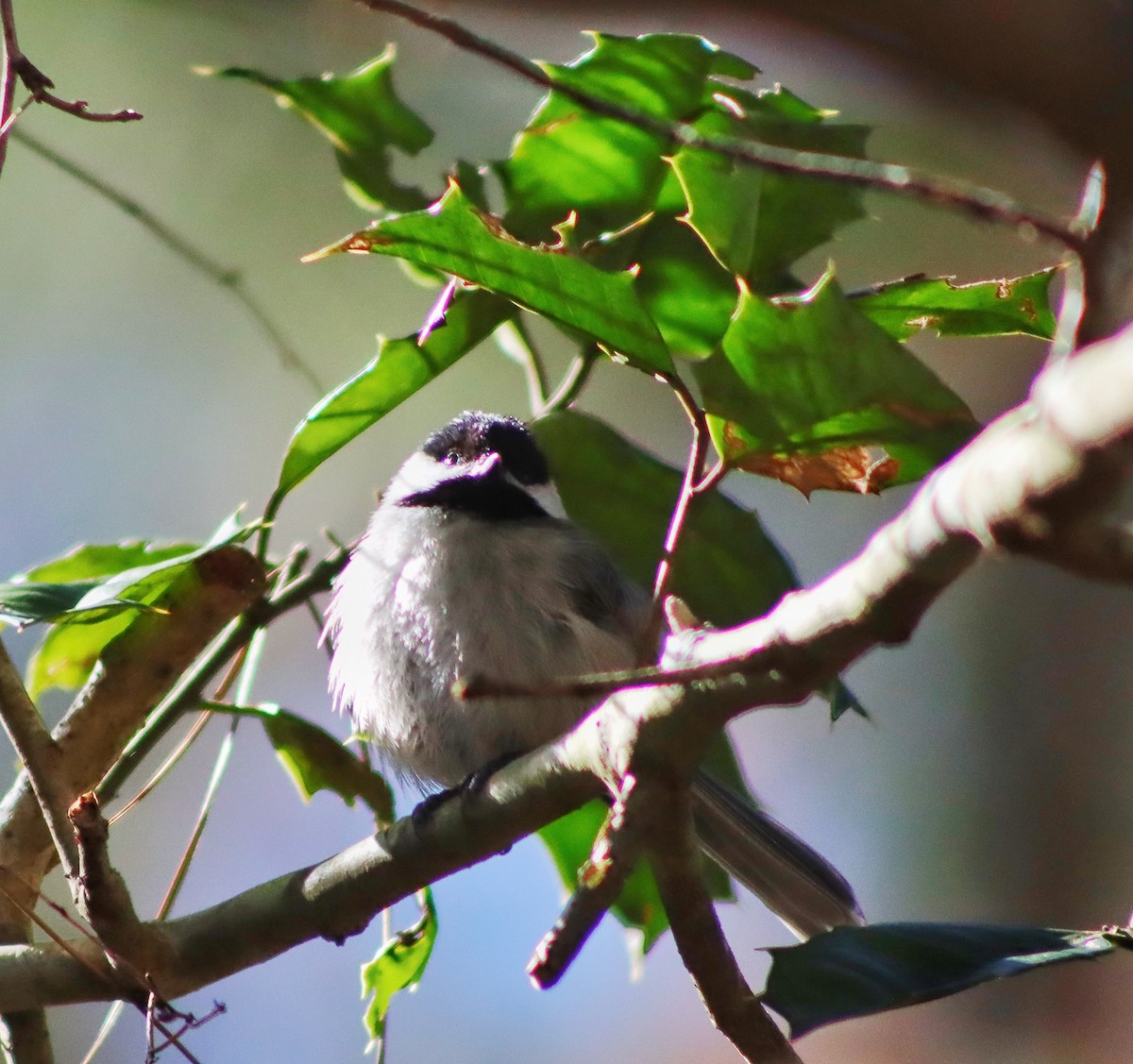 Carolina Chickadee - ML308570331