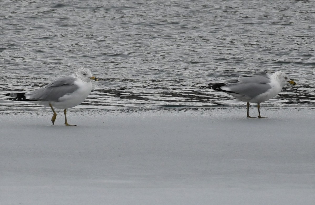 Ring-billed Gull - ML308570561