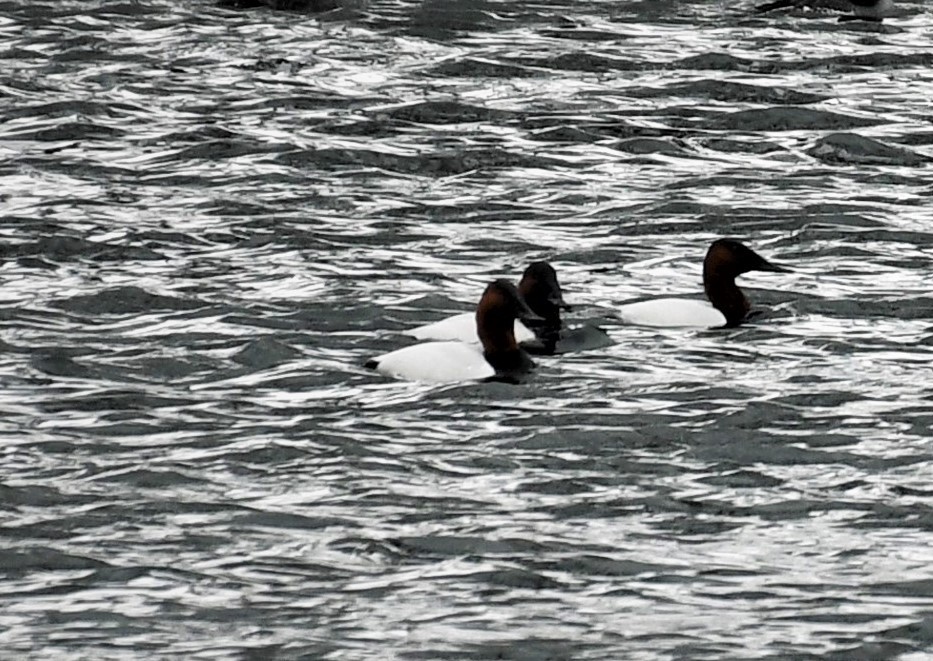 Canvasback - Carol Hildebrand