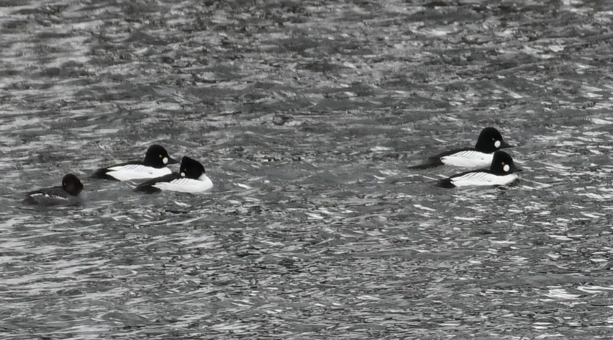 Common Goldeneye - Carol Hildebrand