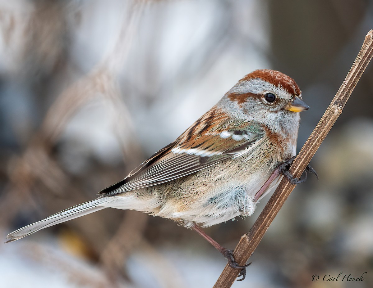 American Tree Sparrow - ML308572701