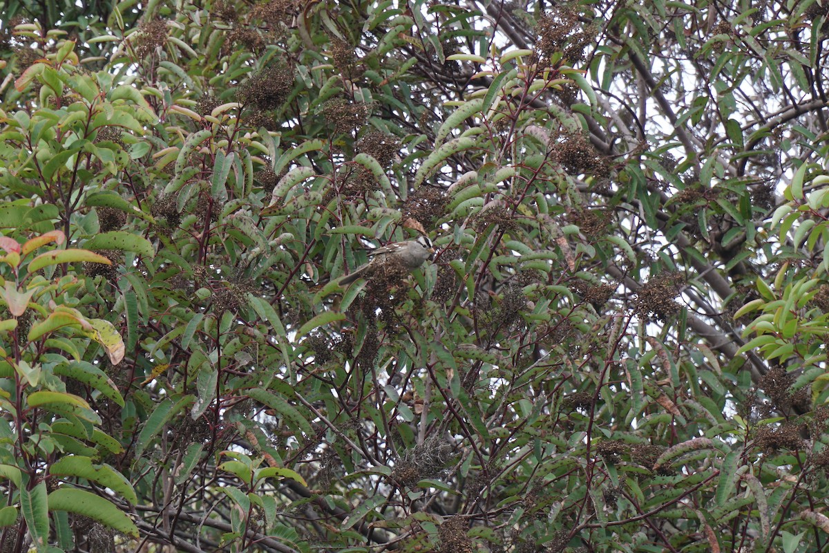 White-crowned Sparrow - Coryna Holcombe