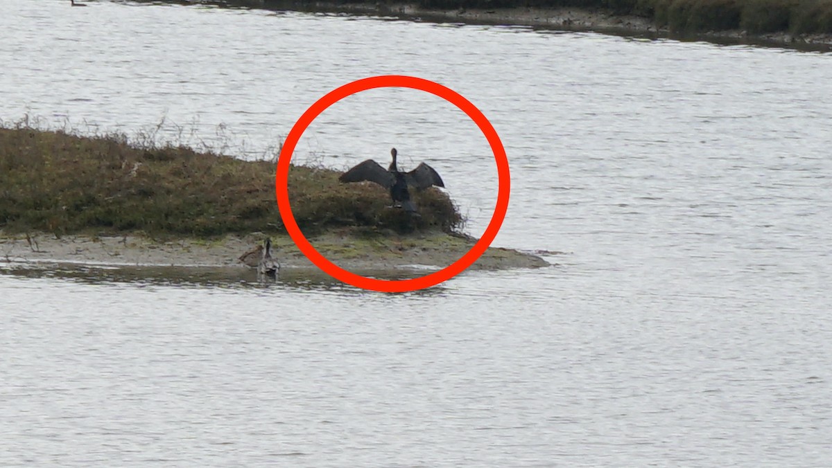 Double-crested Cormorant - ML308572891