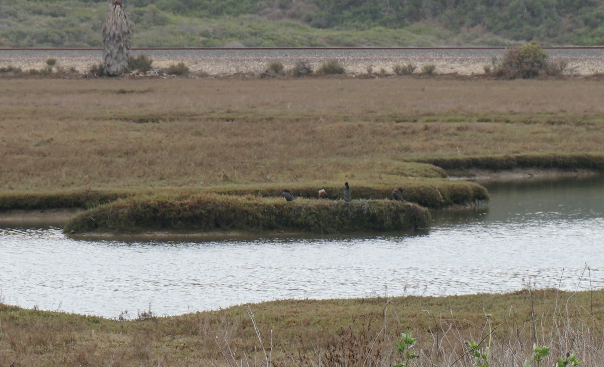 Double-crested Cormorant - ML308572961