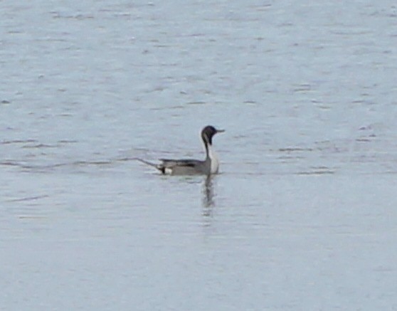 Northern Pintail - Coryna Holcombe