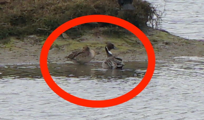 Northern Pintail - ML308573051