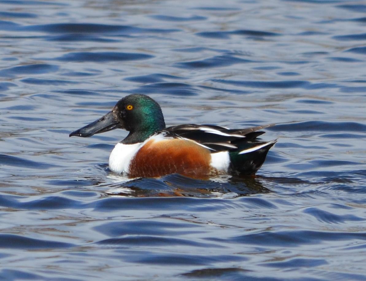 Northern Shoveler - ML308573501