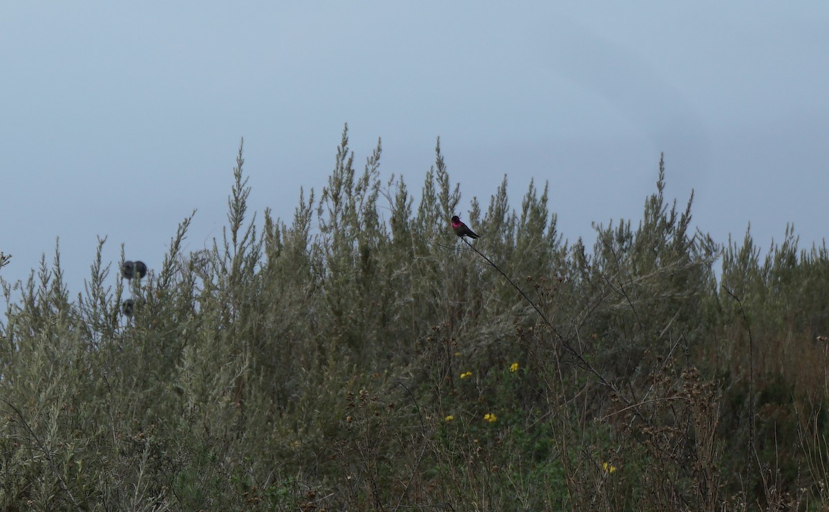 rødmaskekolibri - ML308573531