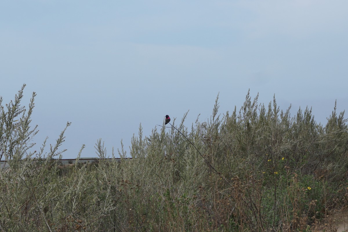 rødmaskekolibri - ML308573681