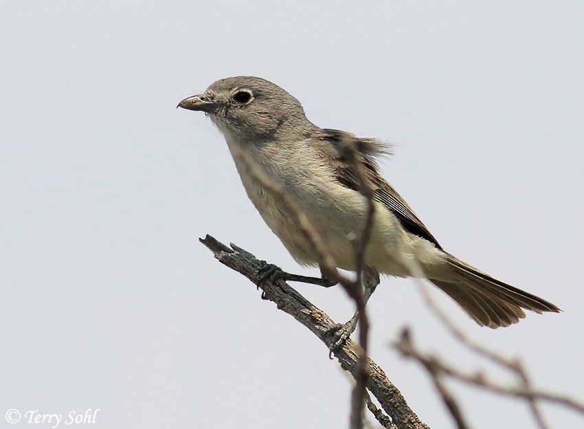 Gray Vireo - Terry Sohl