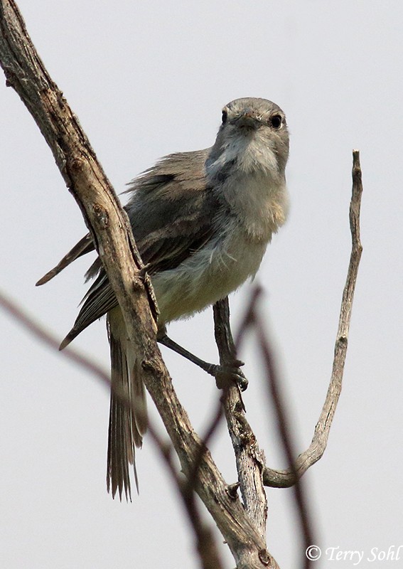 Gray Vireo - ML308575211