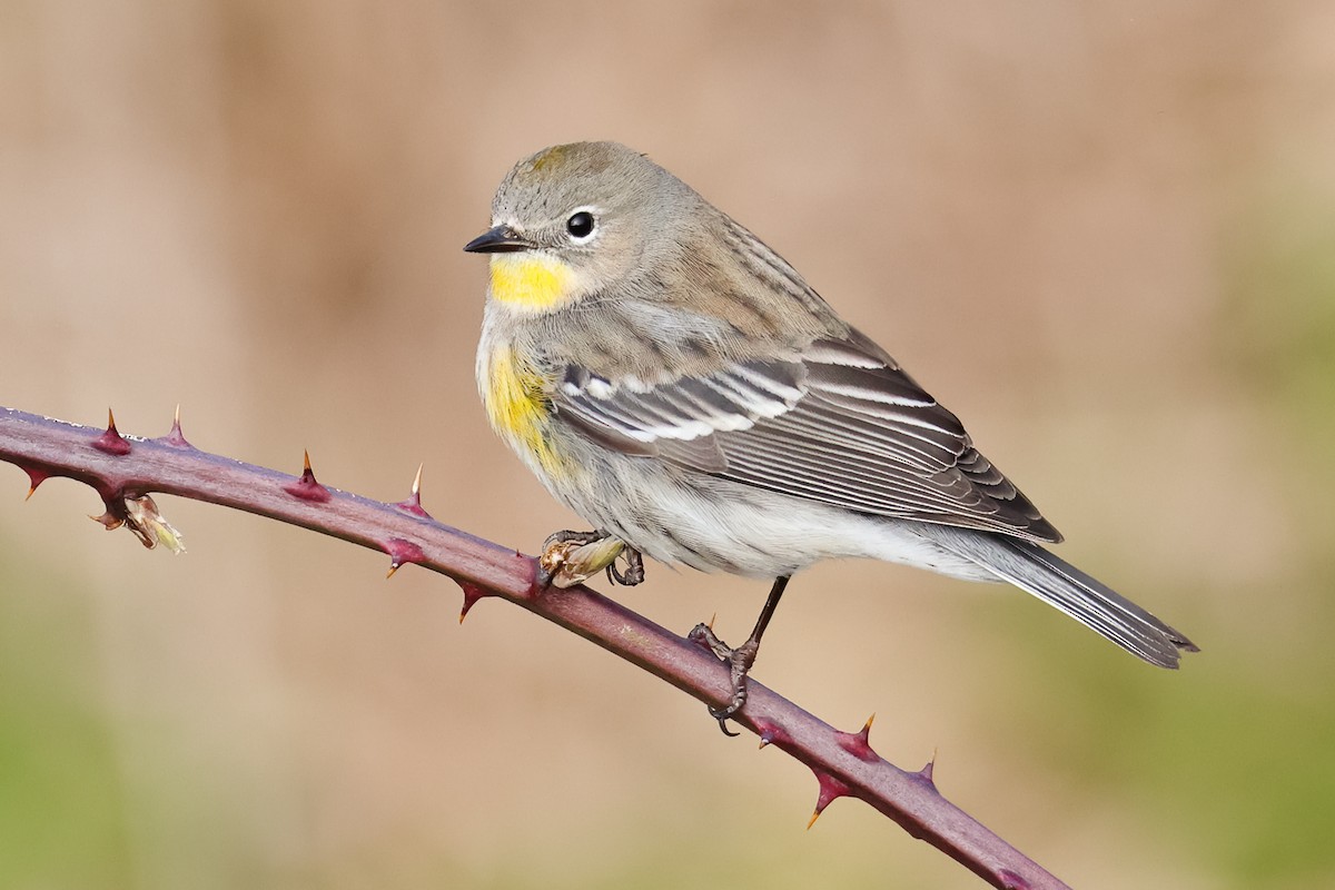 Yellow-rumped Warbler (Myrtle x Audubon's) - ML308576081