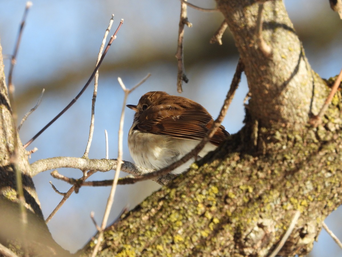 Hermit Thrush - ML308578021