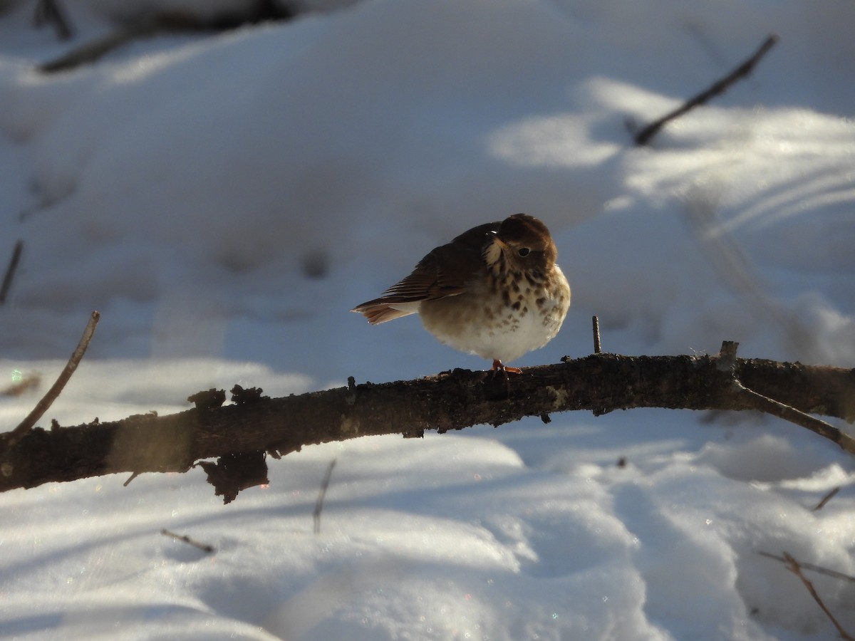 Hermit Thrush - ML308578031