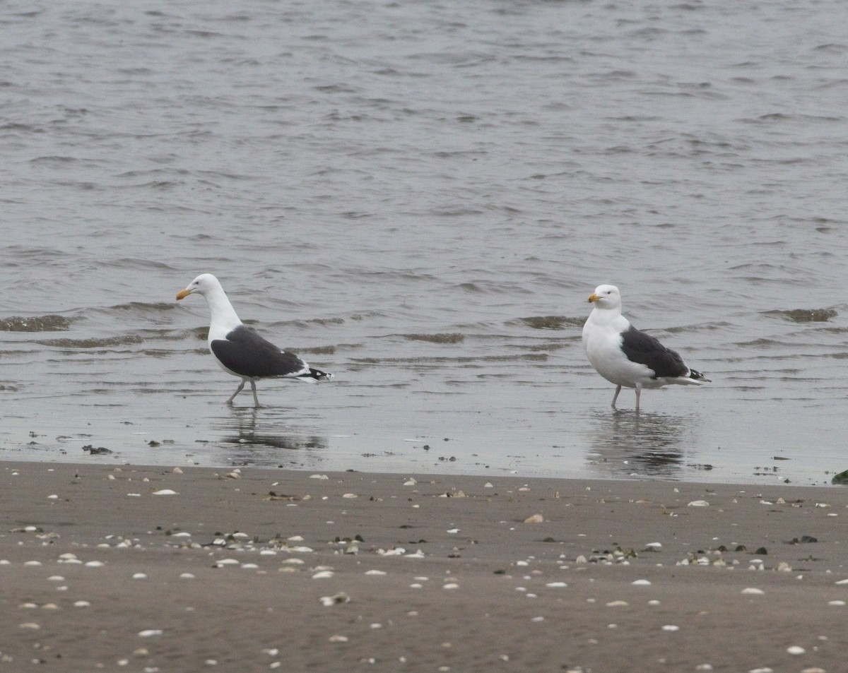 Great Black-backed Gull - ML308578331