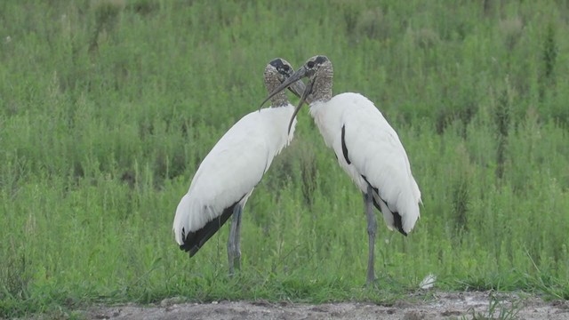 Wood Stork - ML308580161