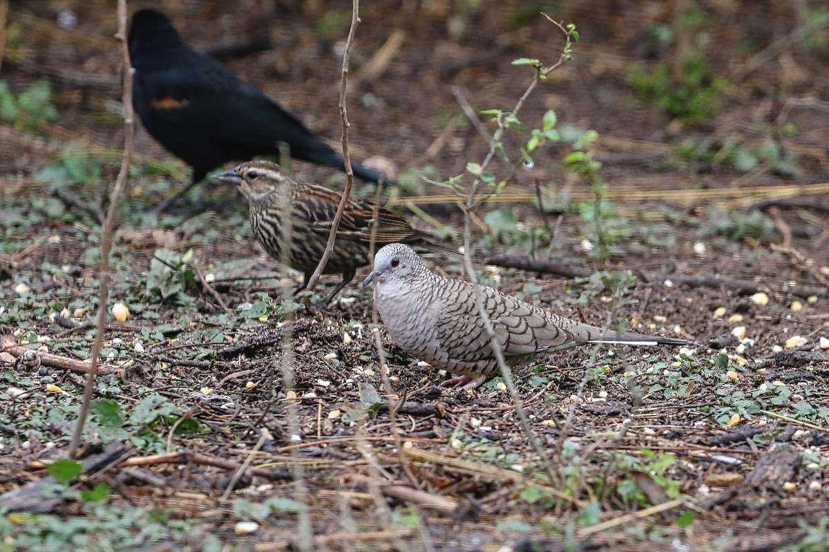 Inca Dove - Douglas Hall