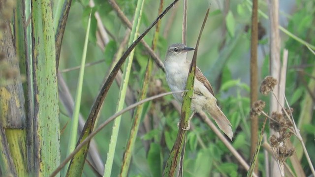 Straight-billed Reedhaunter - ML308581111