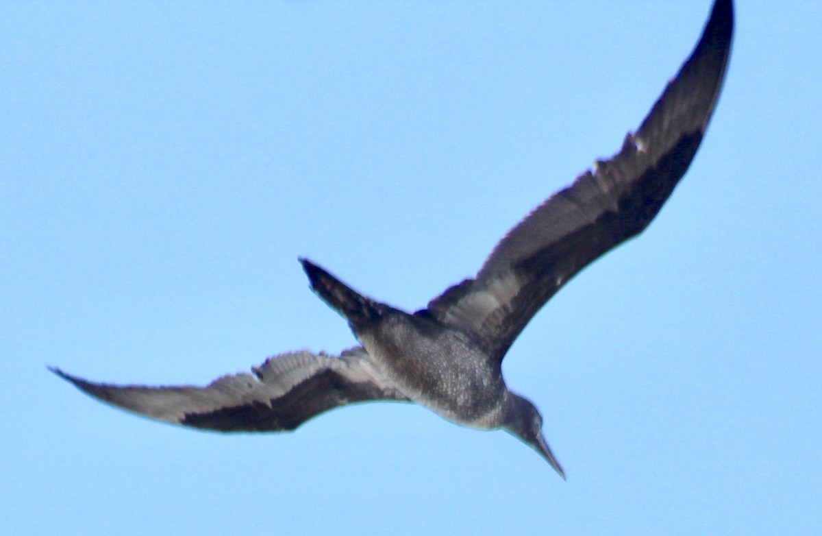 Northern Gannet - ML308581421