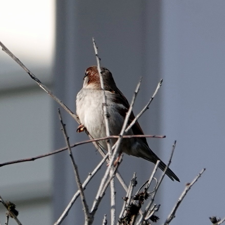 House Sparrow - ML308582271