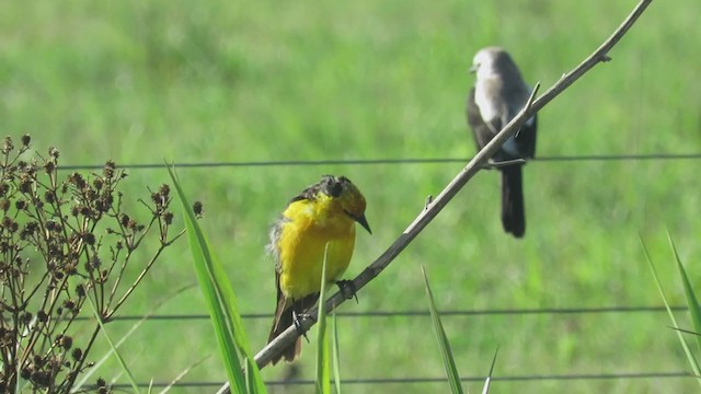 Saffron-cowled Blackbird - ML308582401