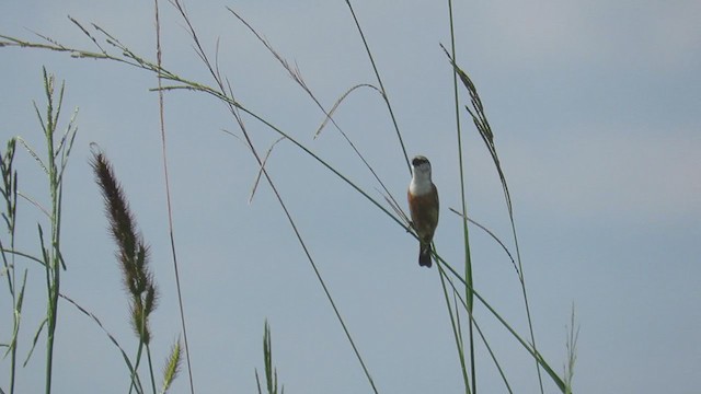 Marsh Seedeater - ML308582781