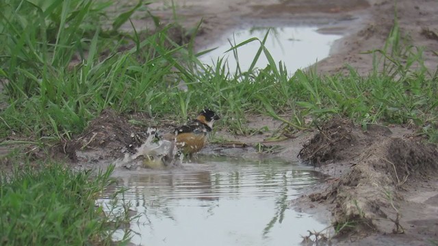 Rusty-collared Seedeater - ML308582891